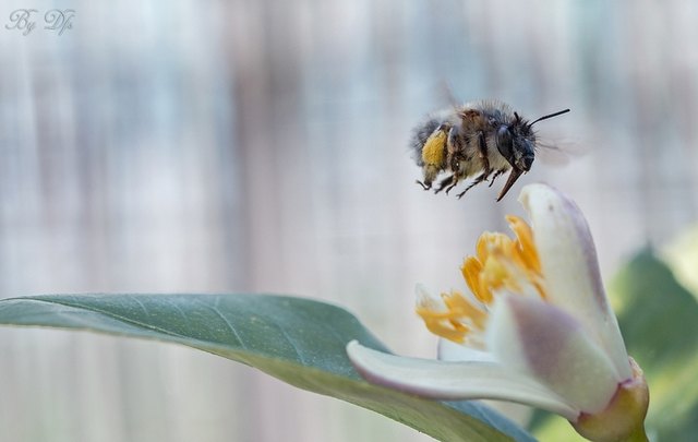 Die Pelzbiene ist bereit für die nächsten Blüte