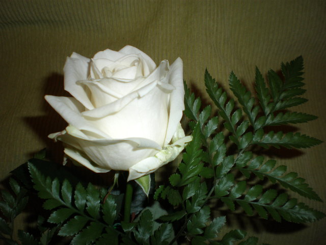 weiße Rose sagt Vieles aus