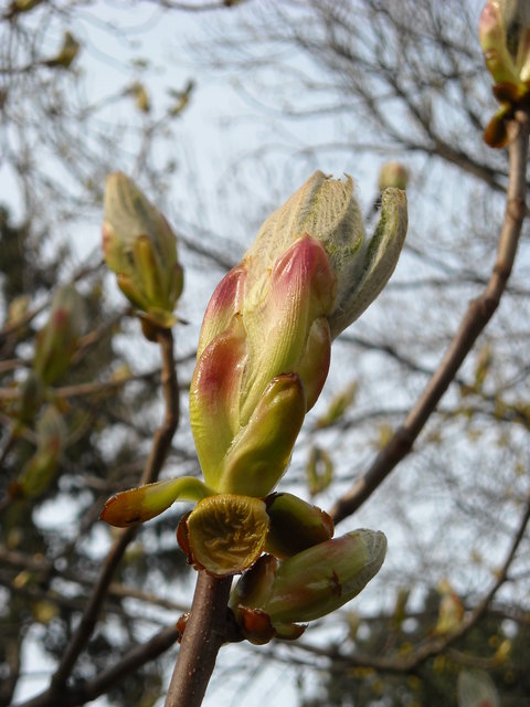 Blütenknospe im Pötzleinsdorfer Schloßpark