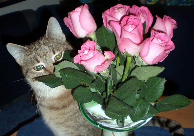 auch Katzen lieben Blumen ;-)