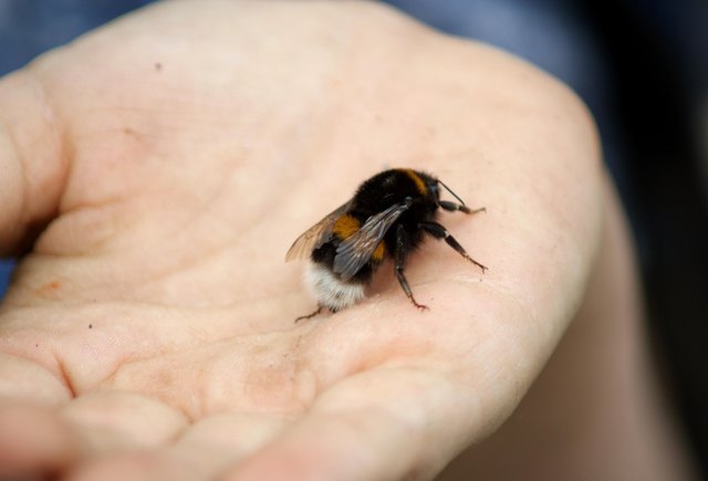 Hummelhummel