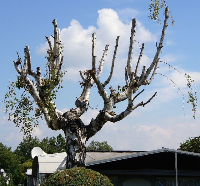 Ein Baum der besonderen Art!