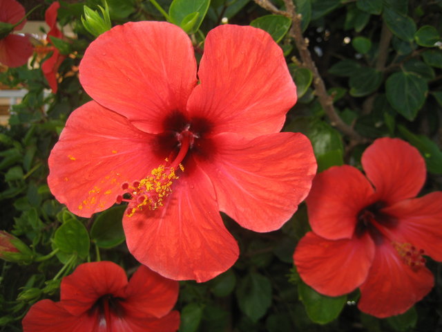 mein prächtiger Hibiskus