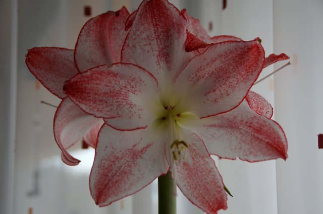 Blüte