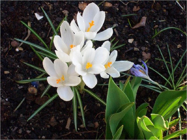 Frühlingsblumen