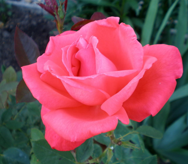 Rosen im Garten