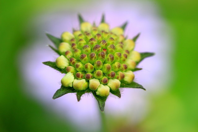 Blumenbild