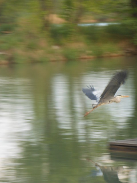 reiher am abflug