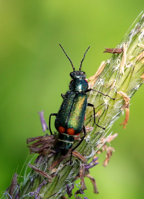 Zweifleckiger Zipfelkäfer