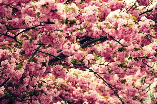 Pink Dream