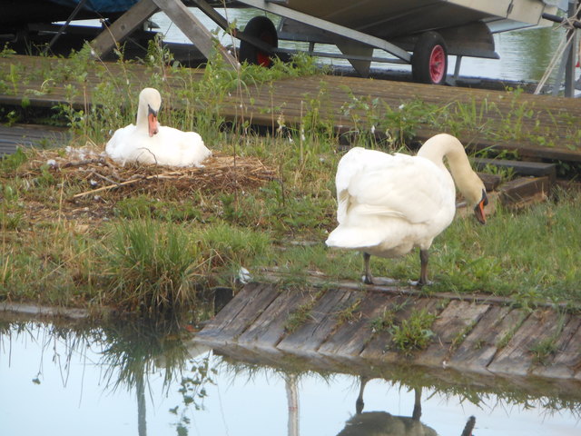 familie schwan