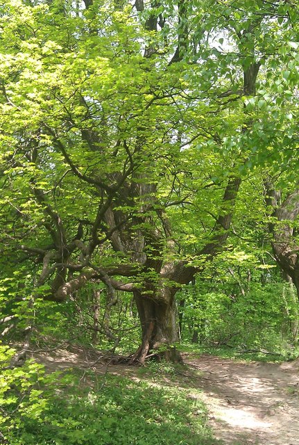 Natur pur - Stadtwanderweg 3