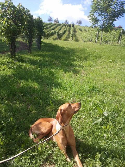 Die Natur genießen