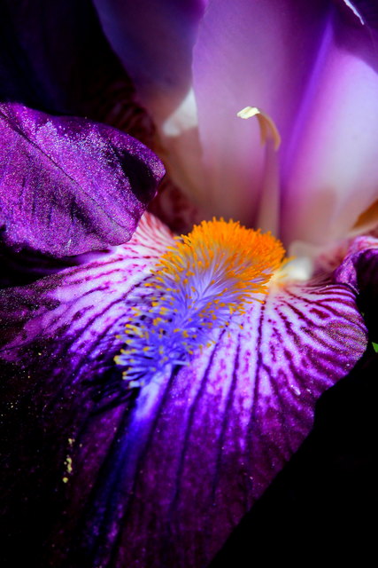 Iris
