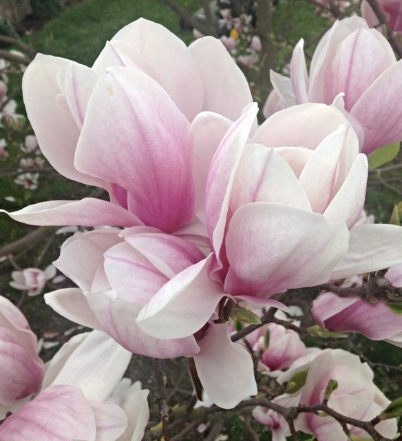 Ein Frühlingsgruß aus dem Garten