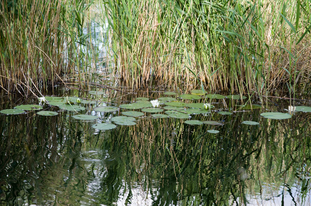 Wo ist der Froschkönig?