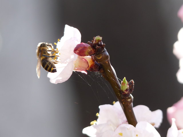 Biene bei der Marillenmarmeladenproduktion