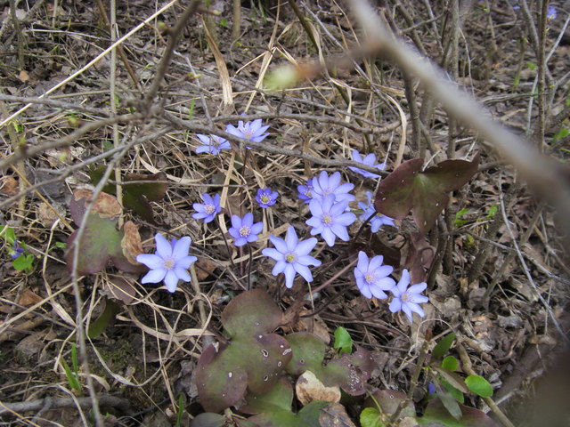 Frühlingsboten am Bisamberg