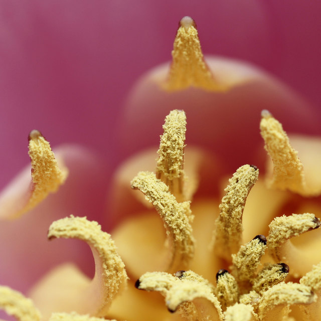 pink & yellow