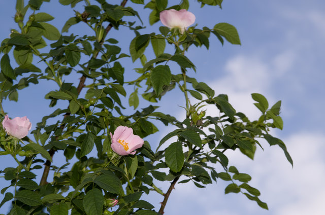 Himmlische Blüten