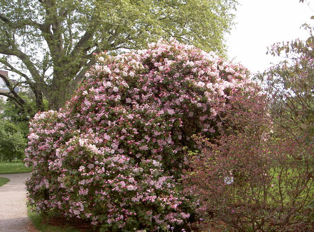 Mitten im Dritten (Botanischer Garten)