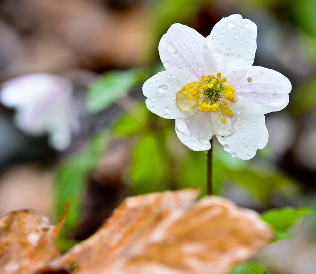 Frühlingserwachen