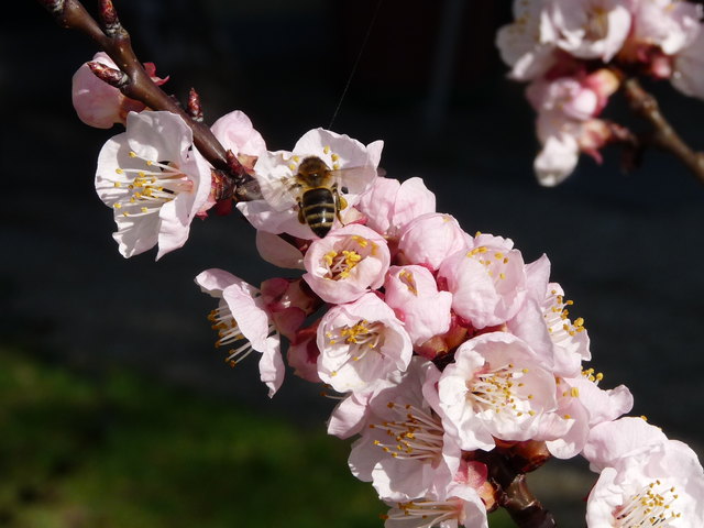 Marillenblüte mit fleissiger Biene
