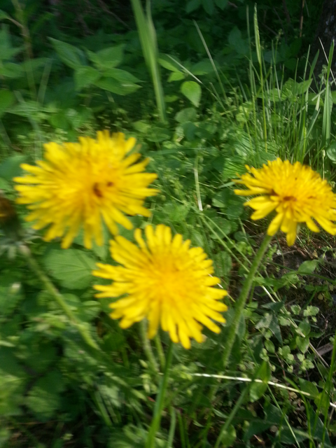 Gelbe Frühlingsboten