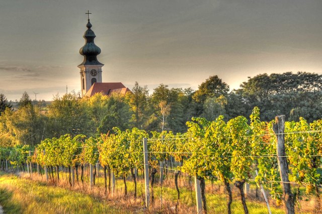 junger Wein