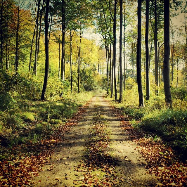 Wienerwald_01