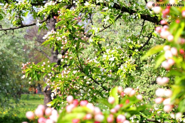 Botanischer Garten_Wien3_01