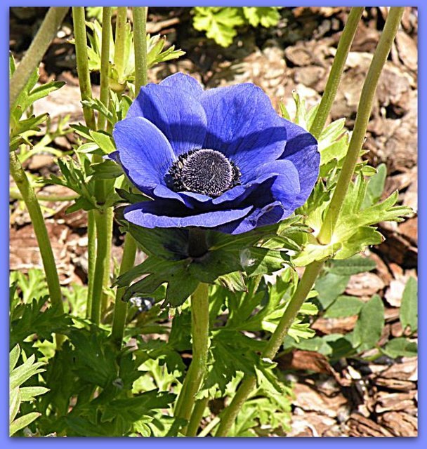 Anemone im Botanischen Garten in Barcelona.