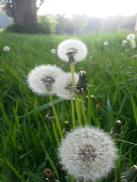 Pollen in der Lobau