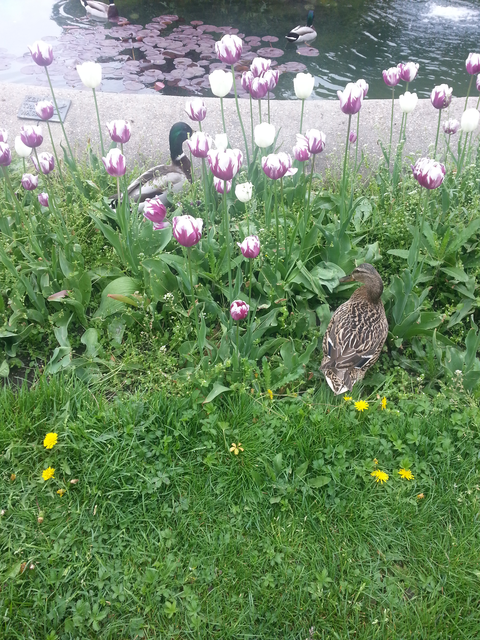 Enten im Frühling