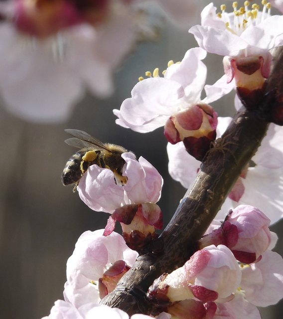 Fleissige Biene auf unserem Marillenbaum
