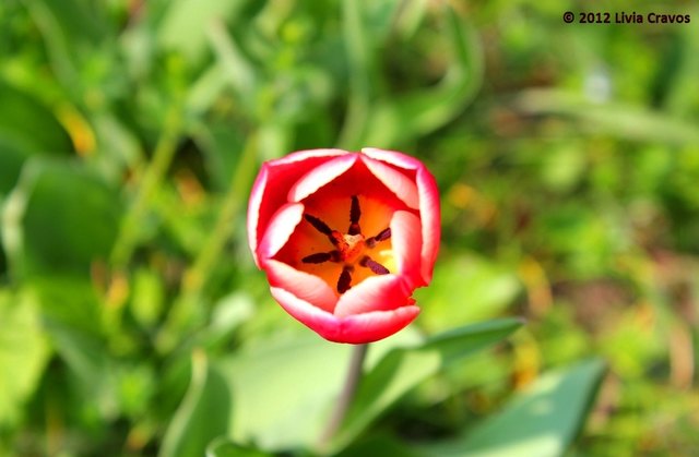 Botanischer Garten_Wien3_02