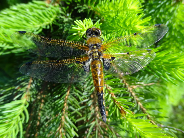 Libelle - An der Alten Donau warten auf Frühlingssonne