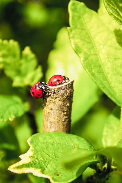 Zweisam in den Frühling