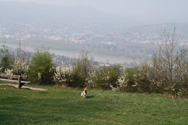 Frühling am Bisamberg