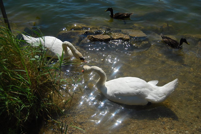 ein Augenblick aus der alten Donau