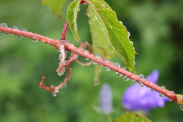 frühling im regen 6