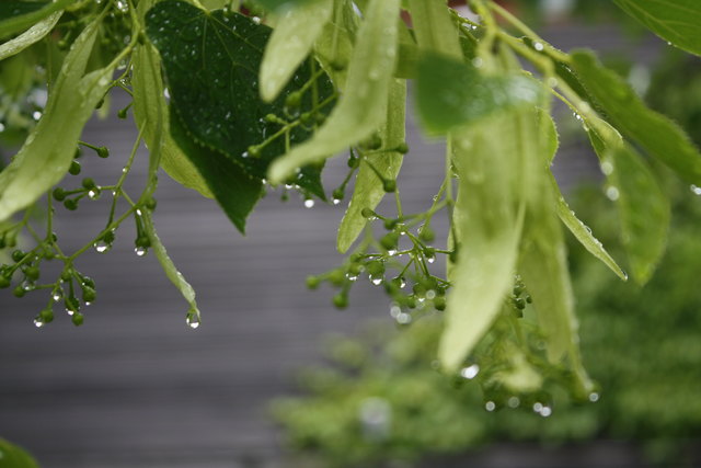 frühling im regen 11