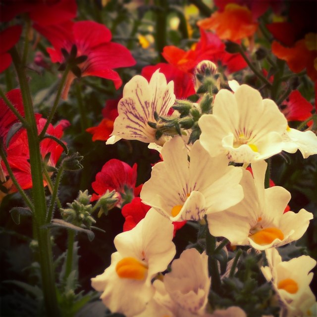 Das Schönste am Frühling sind die Blumen.