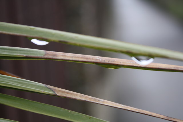 frühling im regen 1