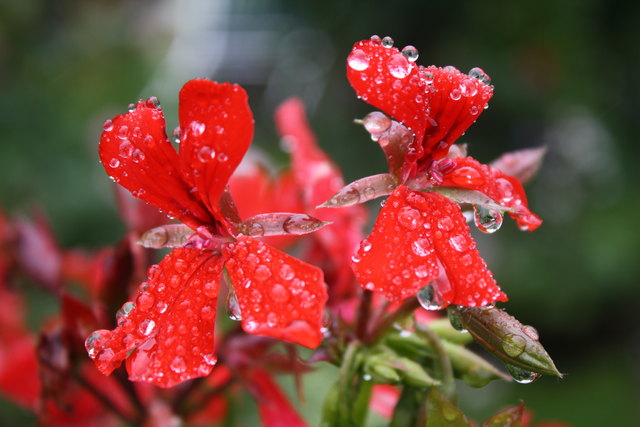 frühling im regen