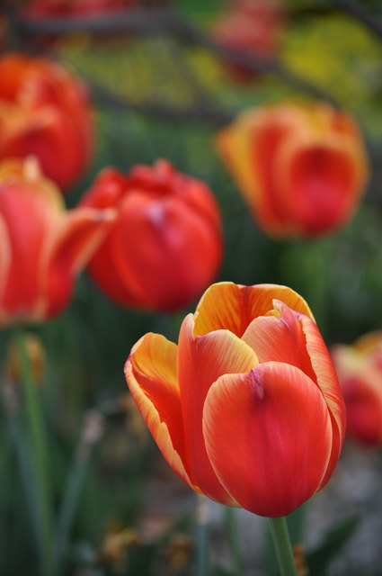 Tulpenpracht im Reservegarten Hirschstetten