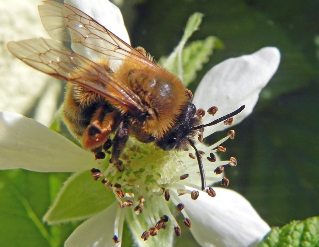 Fleissiges Bienchen auf Himbeerblüte