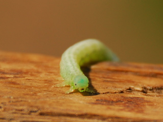 Raupe