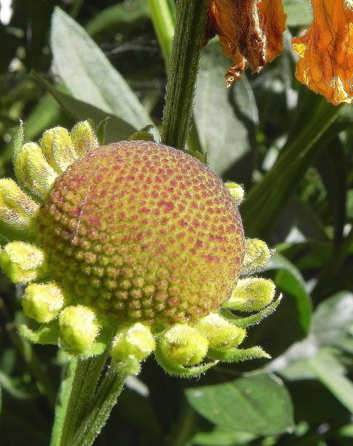 Voll in Blüte und Ende