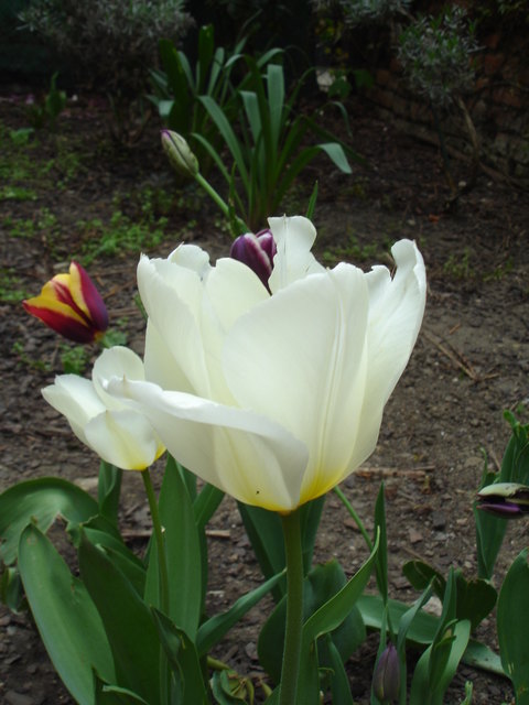 tulpen der mantlergasse